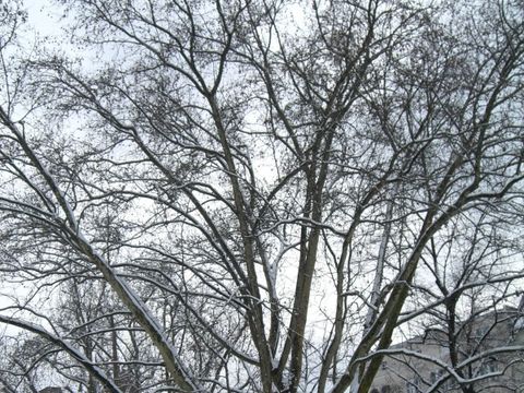 Naturdenkmal Platane am S-Bhf Savignyplatz