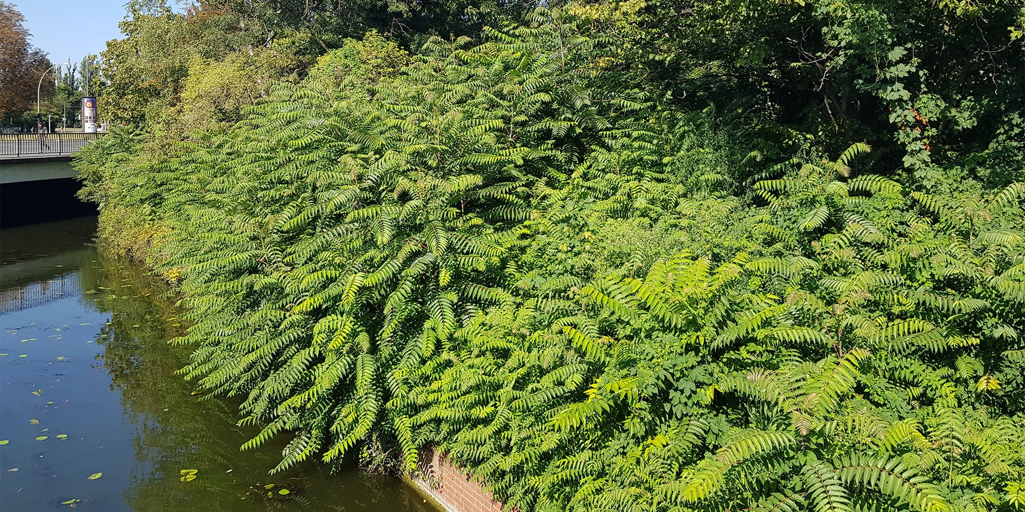 Götterbaumbestand an einem Spandauer Gewässer verdrängt die heimische Ufervegetation (Bild: Dr. Christian Scheer)