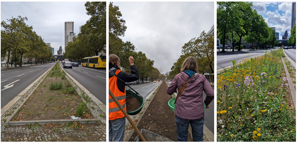 linkes Bild Mittelstreifen der Hardenbergstraße vor der Einsaat, mittleres Bild während der Einsaat im Spätherbst 2023, rechtes Bild erste Blühten im Frühling 2024