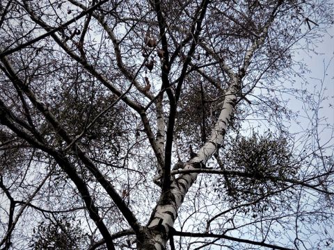 Pflanze des Monats: Mistel