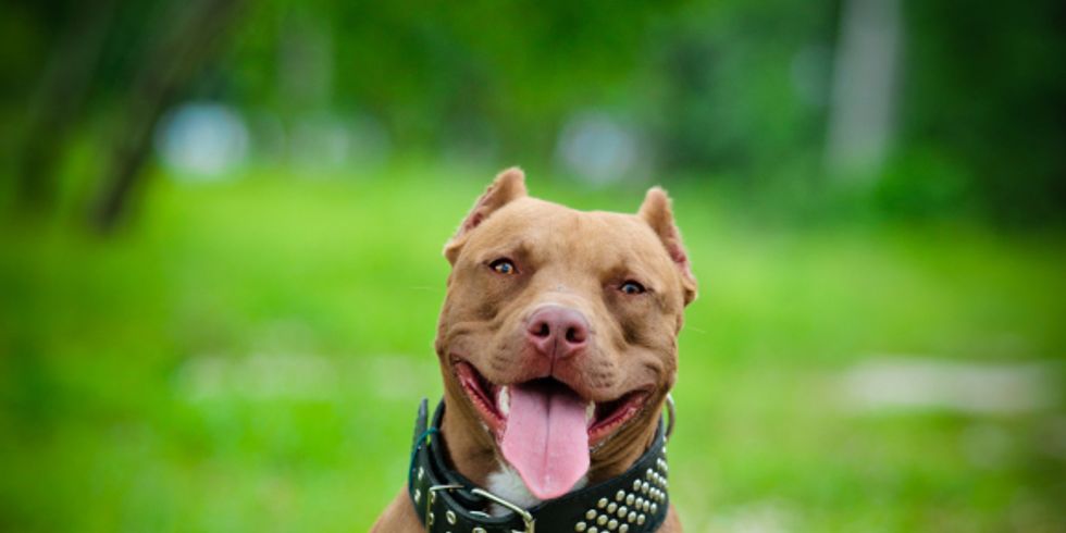 Pit Bull Terrier Hund auf der Natur