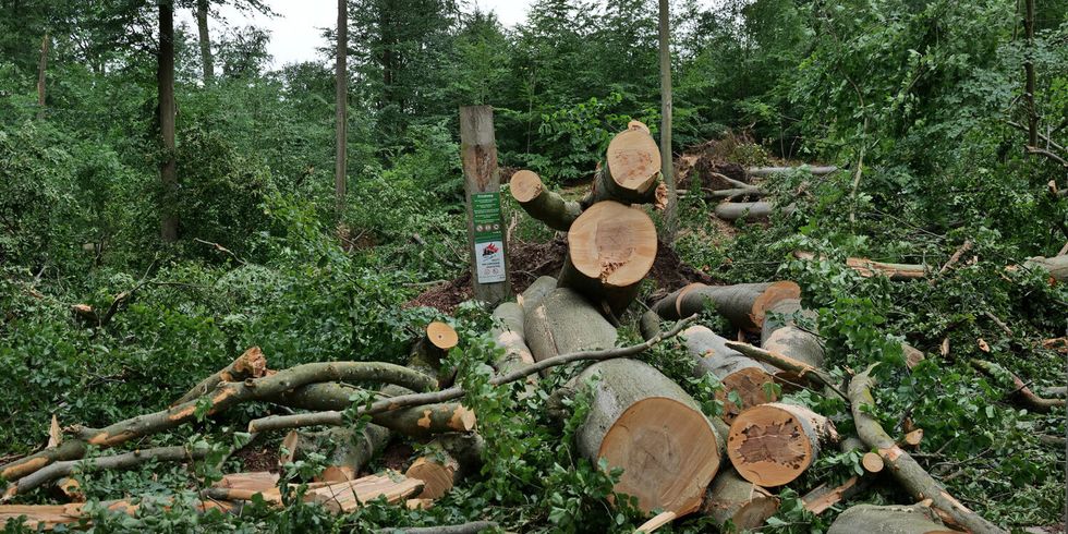 Sturmschäden im Tegeler Forst, Juni 2025