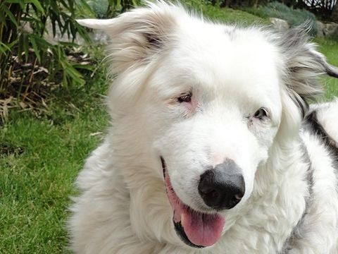 Foto eines Hundes - Australian Shepherd Mix