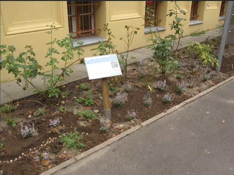 Bienenweide am Mossestift: Blühende Bergminze und gesetzte Blumenzwiebeln