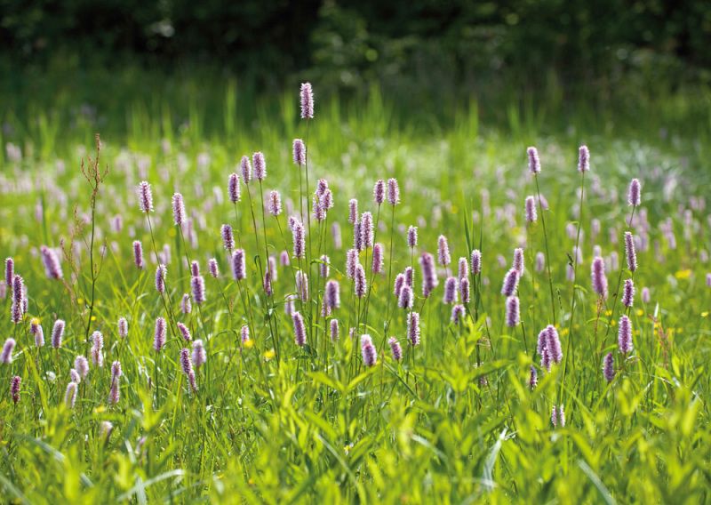 Im Sonnenschein ragen verschieden hohe Stängel des Wiesenknöterichs aus einer leuchtend grünen Wiese empor. Die violetten etwa fünf Millimeter langen Blütenstände sitzen einzeln am oberen Ende der unverzweigten Stängel und haben eine zylindrische Form. Sie können bis zu sieben Zentimeter lang werden. An den 30-80 Zentimeter hohen Stängeln wachsen längliche, dunkelgrüne Blätter.