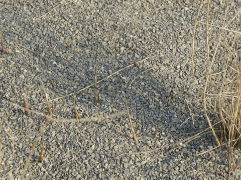 Bild 08 - Schilfsetzlinge mit Seitensprossen