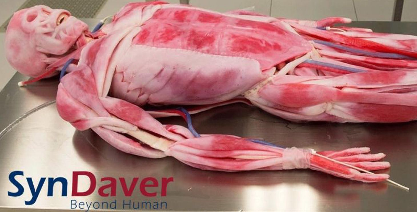 SynDaver Beyond Human