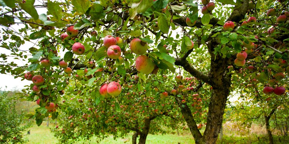 Apfelbäume mit roten Äpfeln