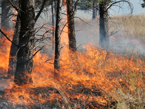 Waldbrand