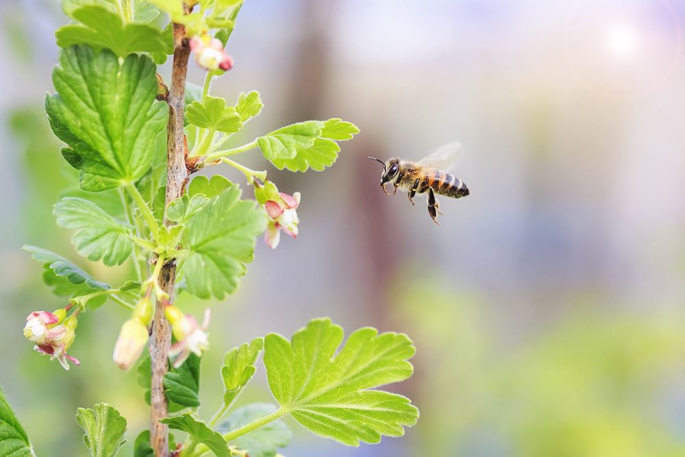 Die Nahaufnahme einer Honigbiene von der Seite vor hellem, verschwommenem Hintergrund. Sie fliegt auf einen Stachelbeerzweig mit kleinen, hellrosa Blüten und gefächerten Blättern zu. Das Insekt hat einen schlanken Körperbau. Gelbe und schwarze Segmente strukturieren den Hinterleib der Biene, ihr Oberkörper ist hellbraun behaart. Am Kopf ist eines ihrer zwei großen schwarzen Facettenaugen gut erkennbar.