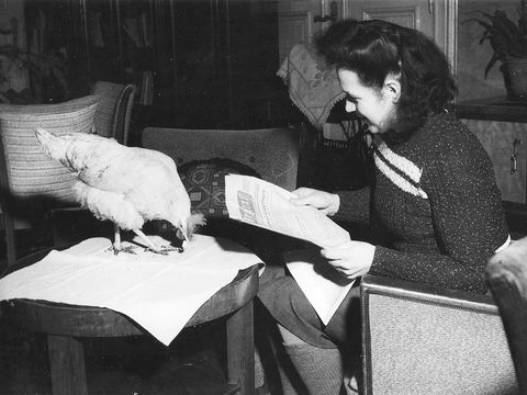 Huhn in einem Berliner Wohnzimmer während der Blockade (Bild: Archiv Museum Tempelhof-Schöneberg, Fotograf: Herwarth Staudt)