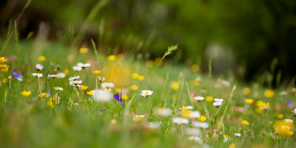 Wildblumenwiese