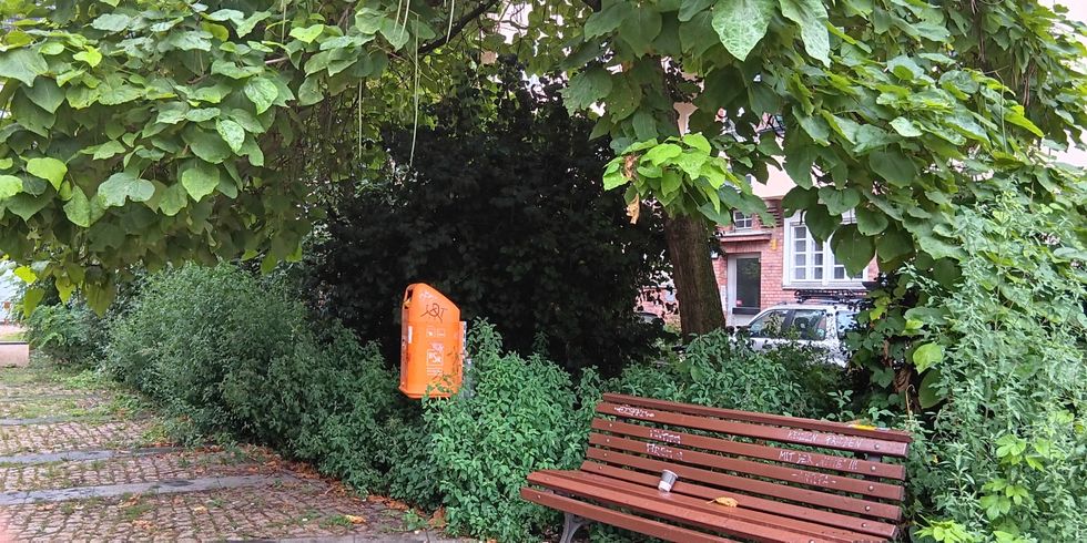 Bank umrahmt von Spontanvegetation