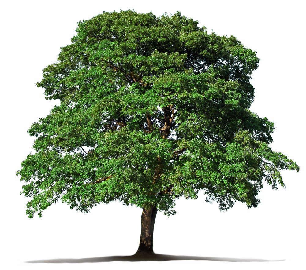 grüner Baum
