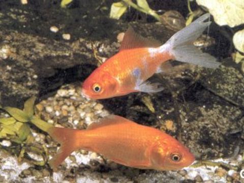 30 Goldfisch - Carassius auratus auratus (Bloch, 1758) (Bild: Umweltatlas Berlin)