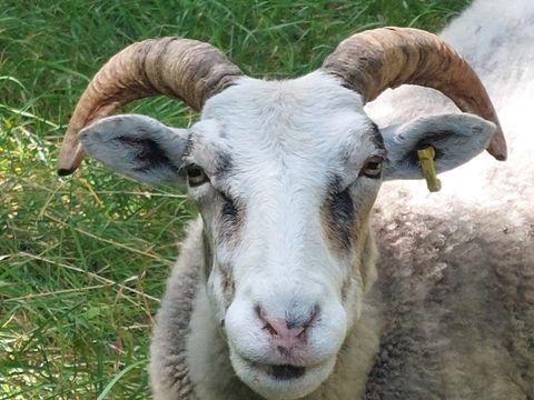 Guteschaf (Alttier)
