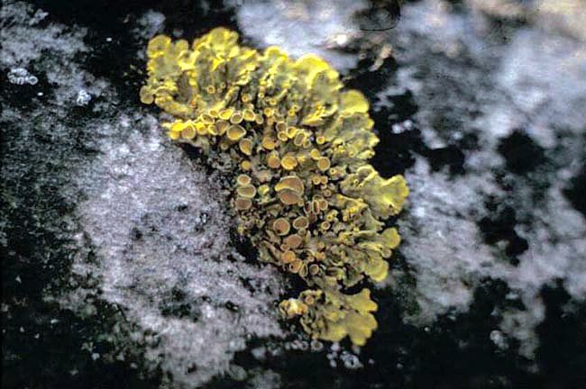 Xanthoria parietina
