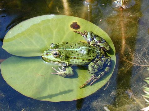 Teichfrosch (Rana kl. esculenta) (Bild: Förderverein Naturpark Barnim)