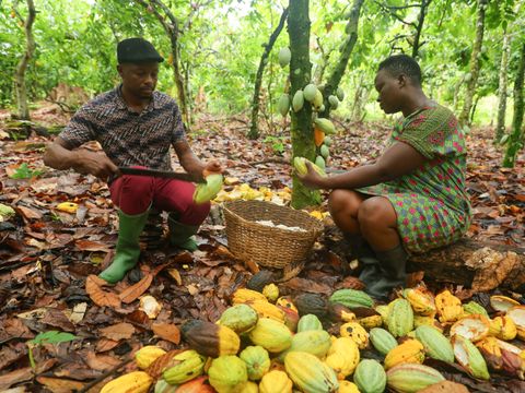 Ghana Cocoa | Fairtrade