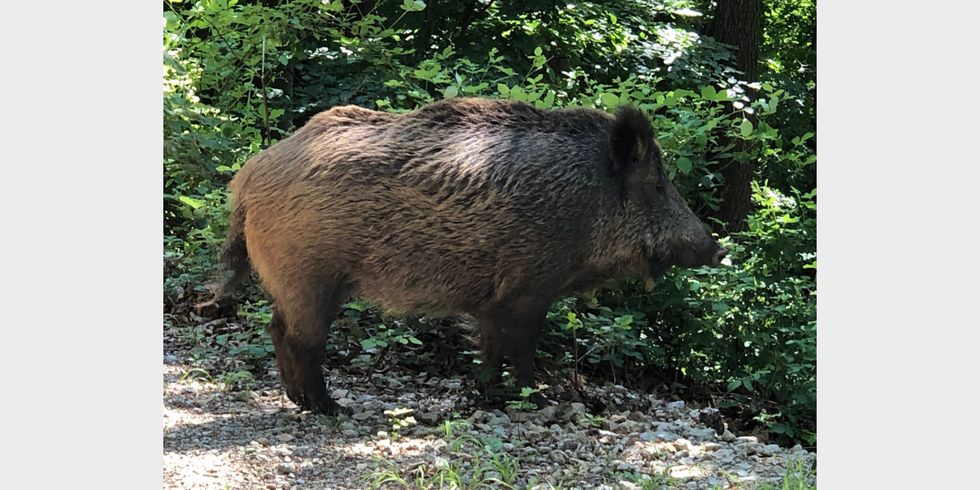 Wildschwein vor einer Hecke