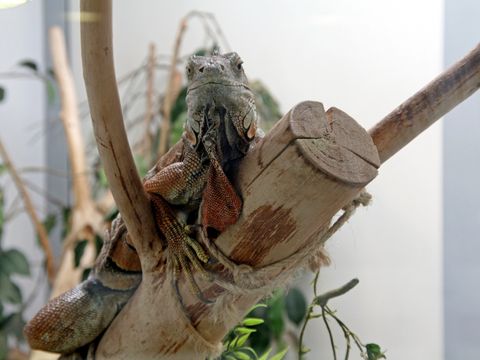 Grüner Leguan (Iguana iguana) (Bild: Tierheim Berlin)