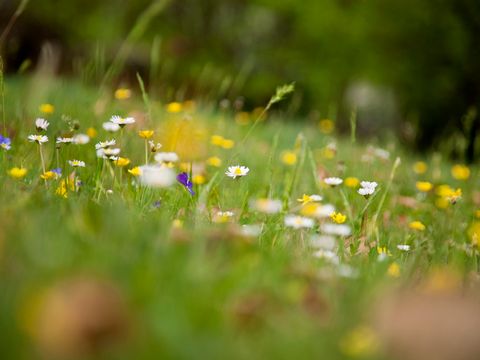Wildblumenwiese