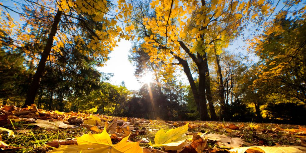 Park im Herbst mit fallenden Blättern