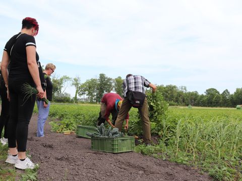 Zwei Männer auf einem Feld bei der Ernte, drei weitere Menschen schauen ihnen zu