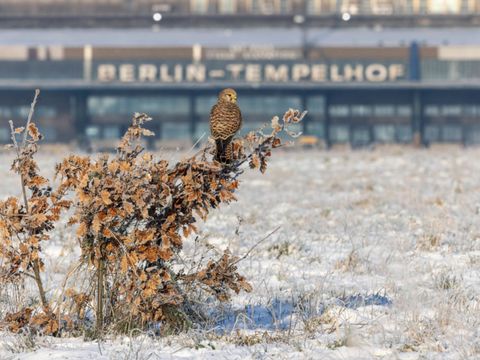 Falke im Winter auf dem Tempelhofer Feld