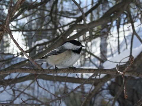 Vögel in Höhlen, Nischen und Kästen - Sumpfmeise - Foto von Izabelha
