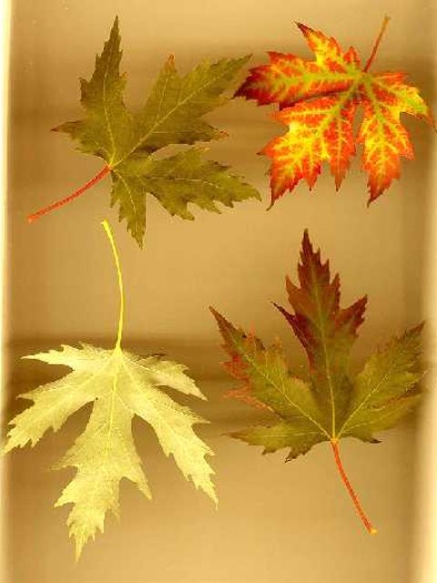 Silber-Ahorn - Silber-Ahornblätter