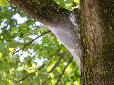 Eichenprozessionsspinner an einem Baum