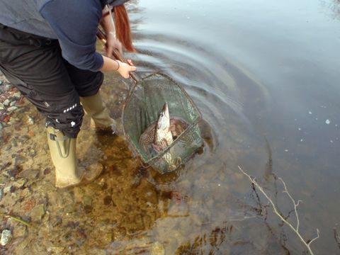 Hechte im Kescher. Eine Anglerin hält einen Kescher mit zwei großen, gefangenen Hechten im flachen Wasser.