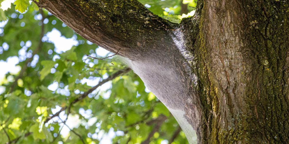 Eichenprozessionsspinner an einem Baum