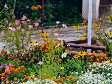 Blühende Blumen in einer Baumscheibe