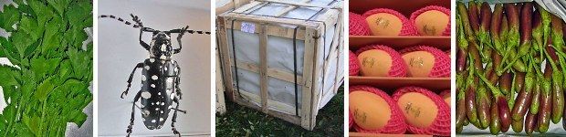 v.l.n.r.: Apium graveolens - Sellerie, Asiatischer Laubholzbockkäfer, Holzverpackungen, Mango aus Thailand, Solanum melongena - Auberginen