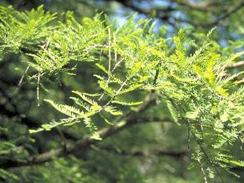 Sumpfzypresse - Sumpfzypresseblätter