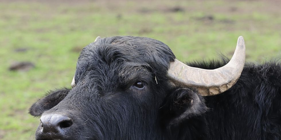 wachsamer Wasserbüffel