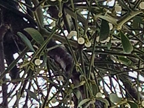 Pflanze des Monats: Mistel