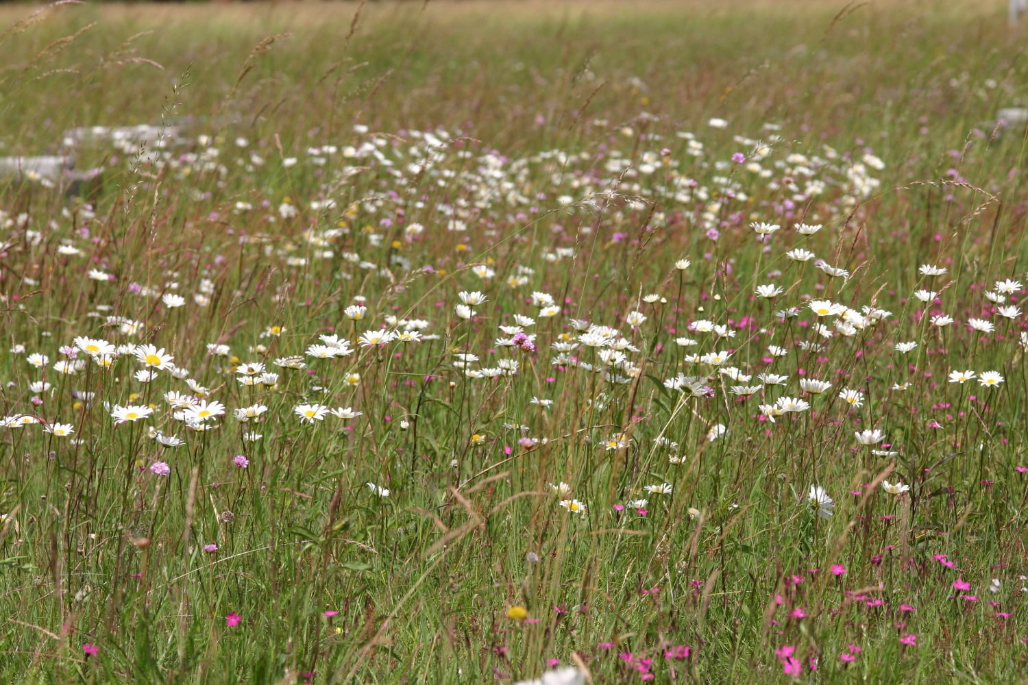 Auf einer Wiese mit hohen Gräsern wachsen Wildblumen. Zwischen kleinen gelben und rosa Blüten ragen viele wilden Margeriten auf. Die körbchenförmigen Blüten haben eine gelbe Mitte und sind von einem Kranz weißer Blütenblätter umgeben.