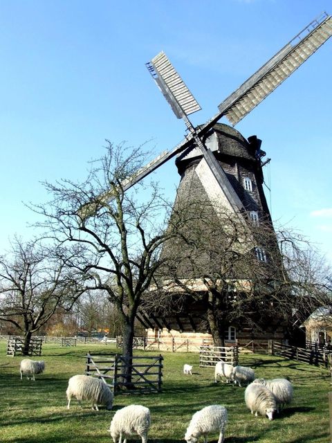 Schafe auf der Wiese vor der Britzer Mühle