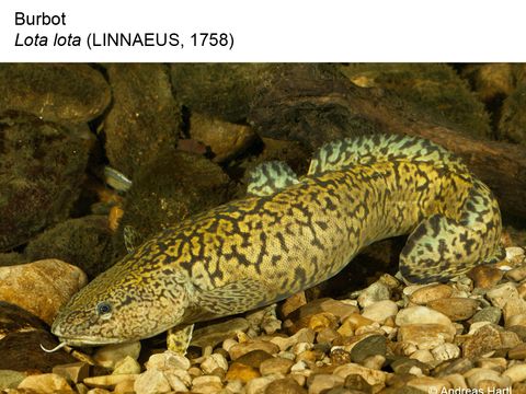 03 Burbot - Lota lota (Linnaeus, 1758) (Image: Andreas Hartl)