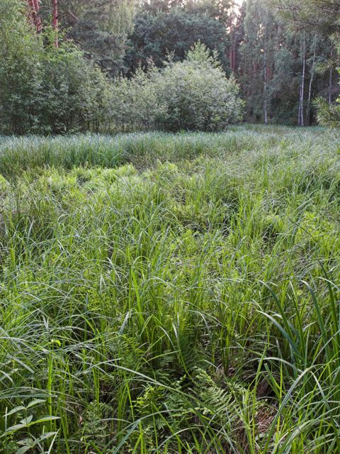 Krumme Lake Grünau (Bild: Bruno D'Amicis)