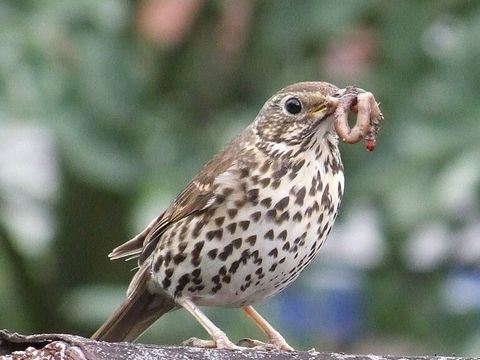 Eine Singdrossel, der einen Regenwurm im Schnabel hat, steht auf dem Dach.