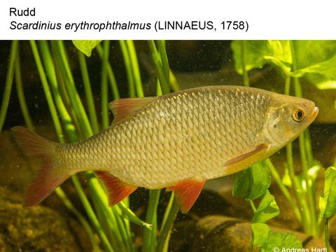 24 Rudd - Scardinius erythrophthalmus (Linnaeus, 1758) (Image: Andreas Hartl)
