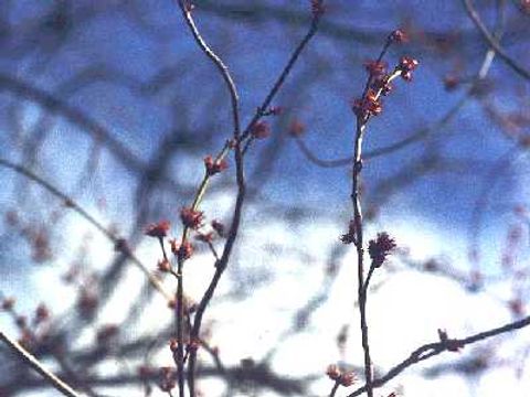 Silber-Ahorn - Silber-Ahornknospen