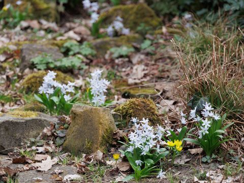 Frühling im Fritz-Schloß-Park