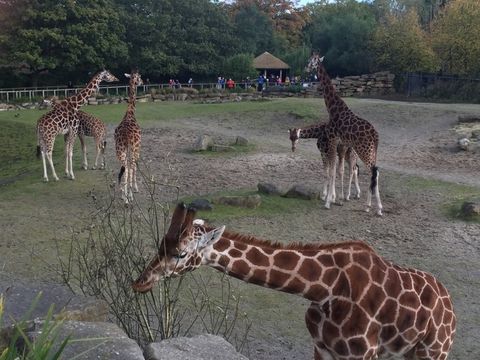 Am Bank Holiday im Zoo von Dublin (Bild: Bianca Affelt)