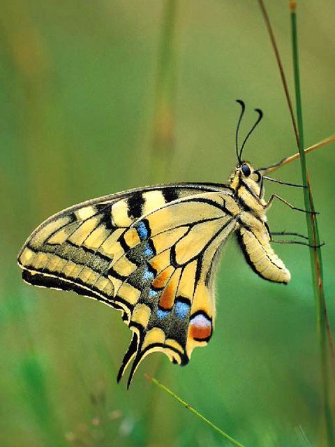 Schwalbenschwanz (Papilio machaon) (Bild: Josef Vorholt)