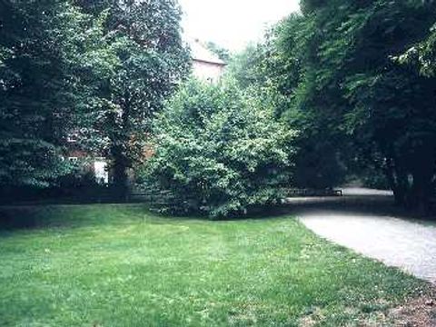 Haselnuss - Haselnussbaum